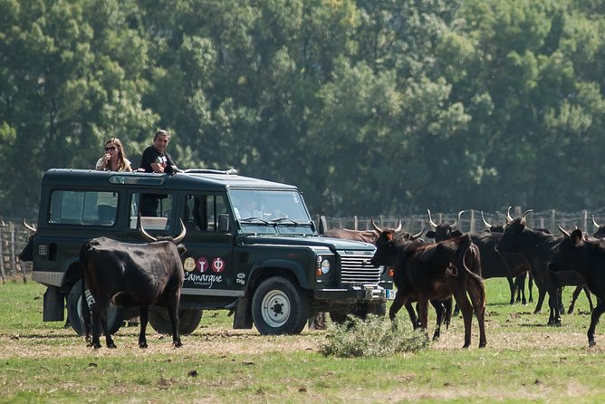 3.5 Hour Camargue 4x4 Safari from Le Grau-du Roi - Price and value: what $77.40 buys you here