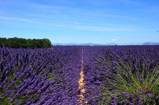 5-Hours Lavender Fields Tour in Valensole from Aix-en-Provence - Small group dynamics and guide style you can feel in the van