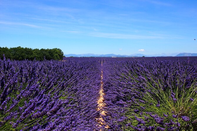 5-Hours Lavender Fields Tour in Valensole from Aix-en-Provence - The morning plan from Aix: Plateau de Valensole fields first