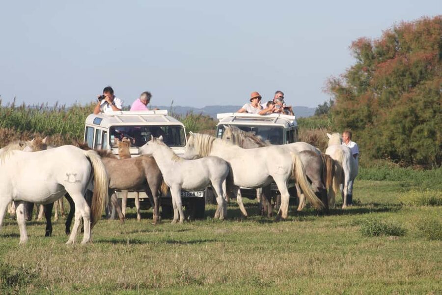 Aigues Mortes: Jeep Photo Safari in Camargue - Key highlights worth planning around