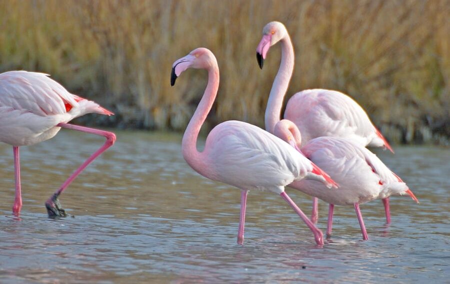 Aigues Mortes: Jeep Photo Safari in Camargue - What to bring for a smoother, happier safari