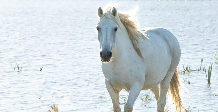 Aigues Mortes: safari en vélo - Ebike tour in Camargue - What to bring and how to dress for a marsh ride