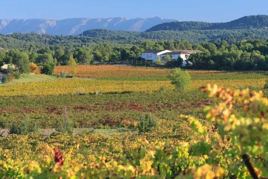 Aix-en-Provence: Half Day Wine Tour in Coteaux d'Aix - Provence in 4 Hours: What This Aix-en-Provence Wine Tour Delivers