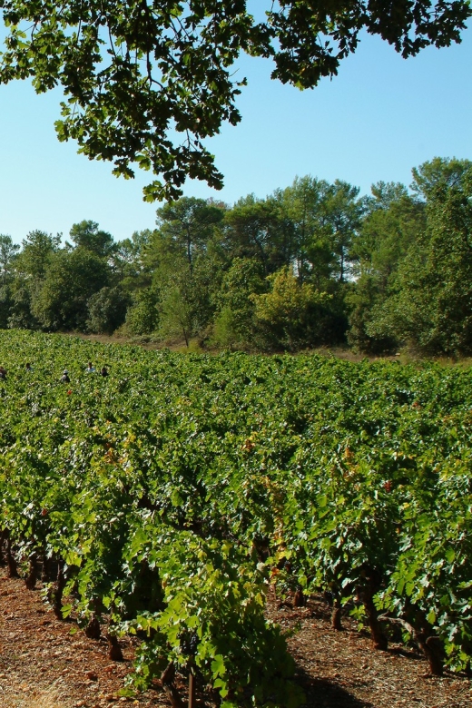 Aix-en-Provence: Half Day Wine Tour in Coteaux d'Aix - Small Group Size and Why It’s Not Just a Number