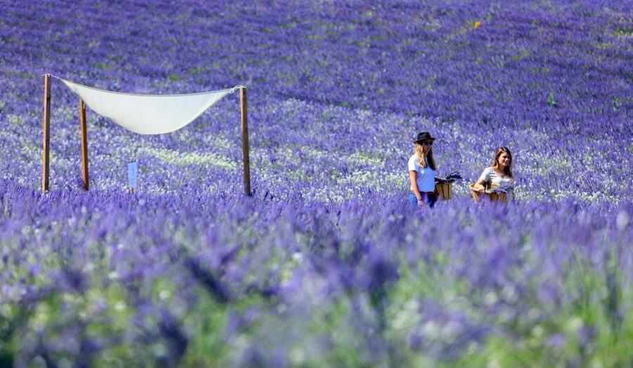 Aix-en-Provence: Lavender Fields Visit - The short welcome: family story plus real lavender basics