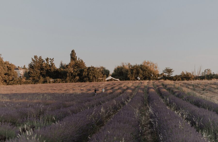 Aix-en-Provence: Lavender Fields Visit - Who this Aix-en-Provence lavender visit suits best