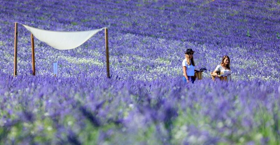 Aix-en-Provence: Lavender Fields Visit - Getting to Maison de Lavande - Terre Ugo, and what to expect when you arrive
