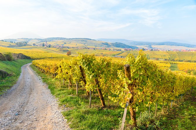 Alsace Half Day Wine Tour from Colmar - Price and Value: Is 118.52 Worth It?