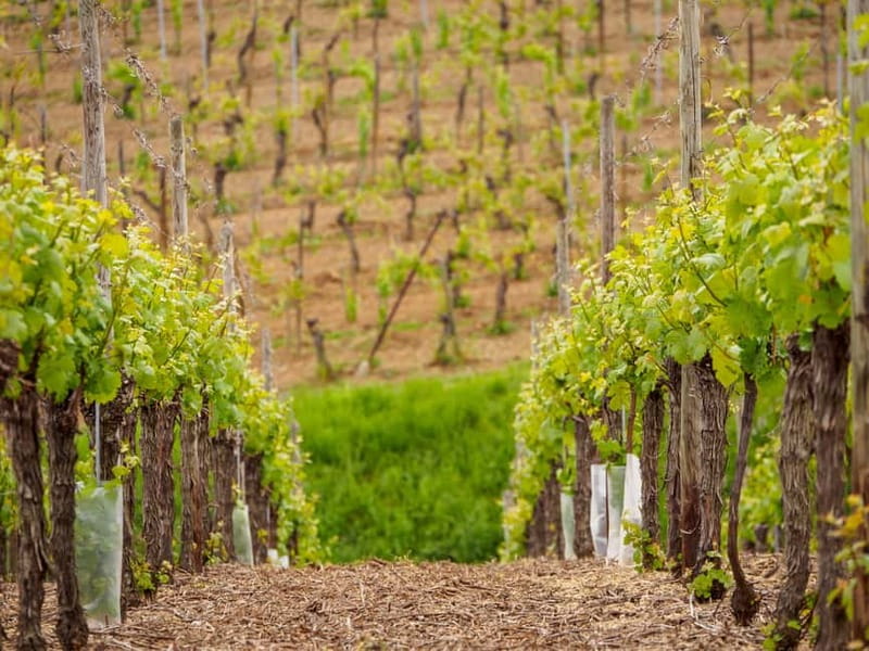 Alsace Half-Day Wine Tour from Strasbourg - A 4-hour Alsace Wine Route taste from Strasbourg