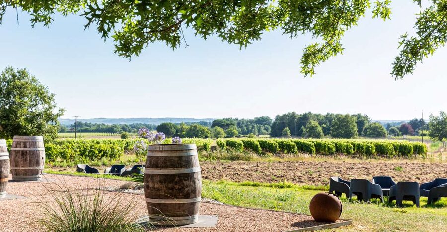At the gates of Toulouse: from the vine to the cellar - Vineyard and breeding cellar: the production steps that finally make sense