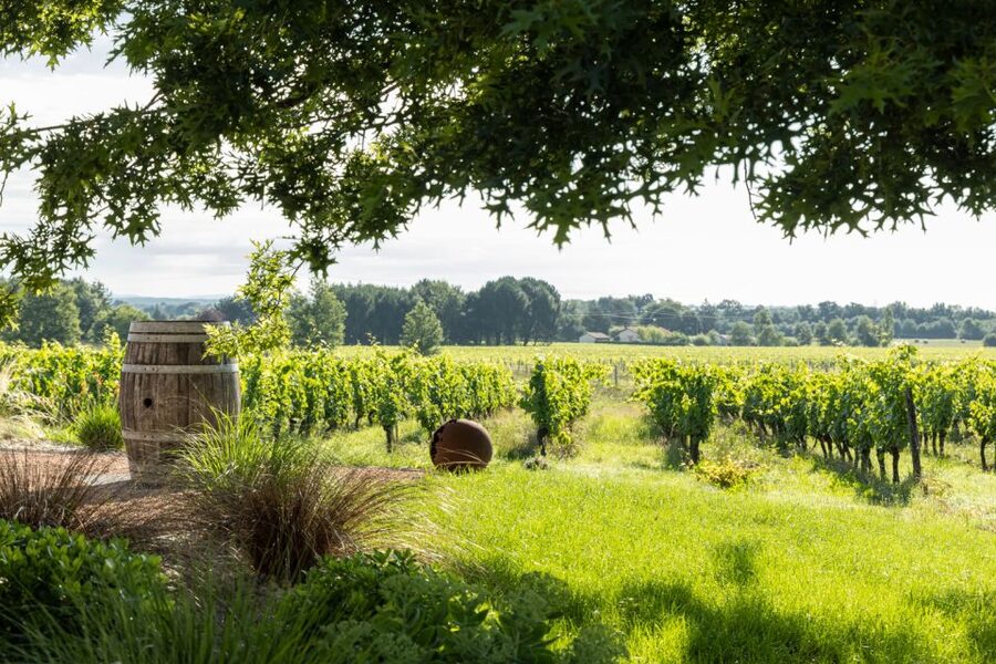 At the gates of Toulouse : Gourmet Tour - Walk and Tastings - Fronton vineyards on easy feet, then straight to wine