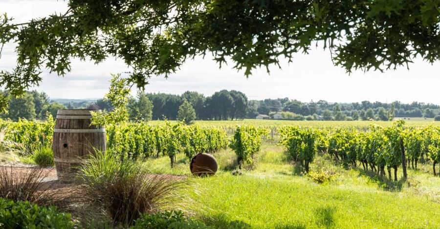 At the gates of Toulouse : Gourmet Tour - Walk and Tastings - Négrette tasting: why the grape choice is the point