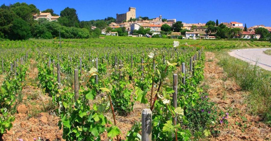 Avignon: Full-Day Wine Tour around Châteauneuf-du-Pape - The Tasting System: Eyes, Nose, Palate (Not Just Sip and Smile)