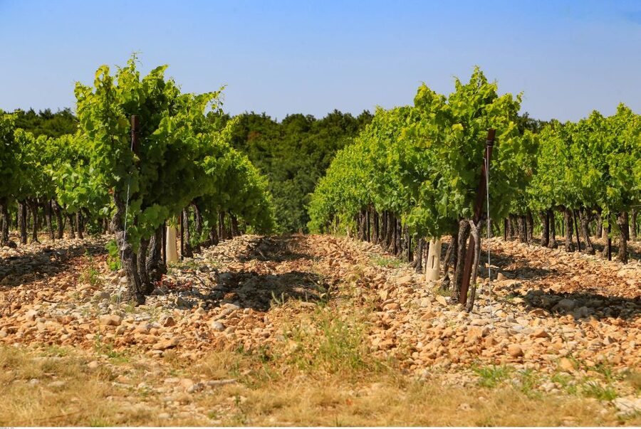 Avignon: Full-Day Wine Tour around Châteauneuf-du-Pape - Winery Visits and Cellars: Where the Learning Gets Tangible