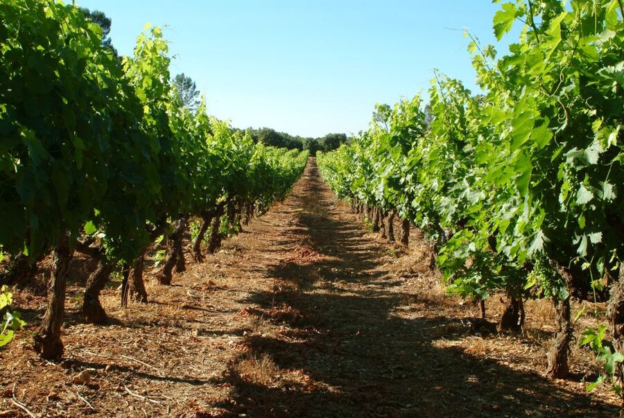 Bandol and Cassis: Full Day Wine Tour from Marseille - Marseille Start, Meet Your Van, and Settle In