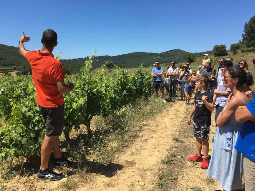 Bandol: Family Vineyard Tour and Tasting - Cellar tour: from fermentation to oak aging in plain steps