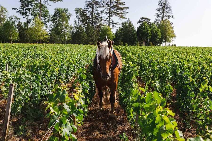 Beaune: Wine Tasting at Château de Pommard - Clos Marey-Monge: the vineyard lesson you can taste