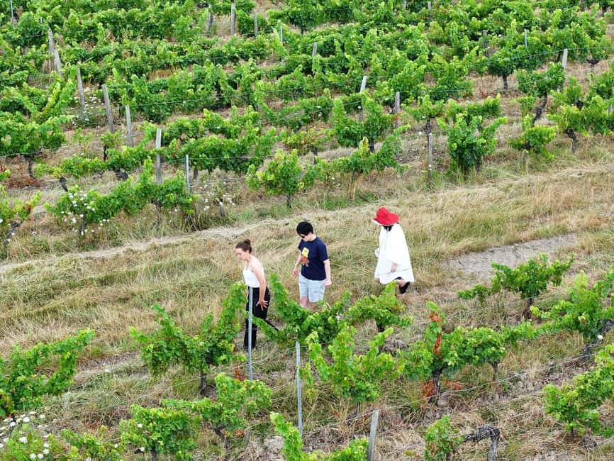 Bordeaux: Explore an Organic Family Vineyard with Tasting - Price and Value: Why This One Feels Fair at About $21