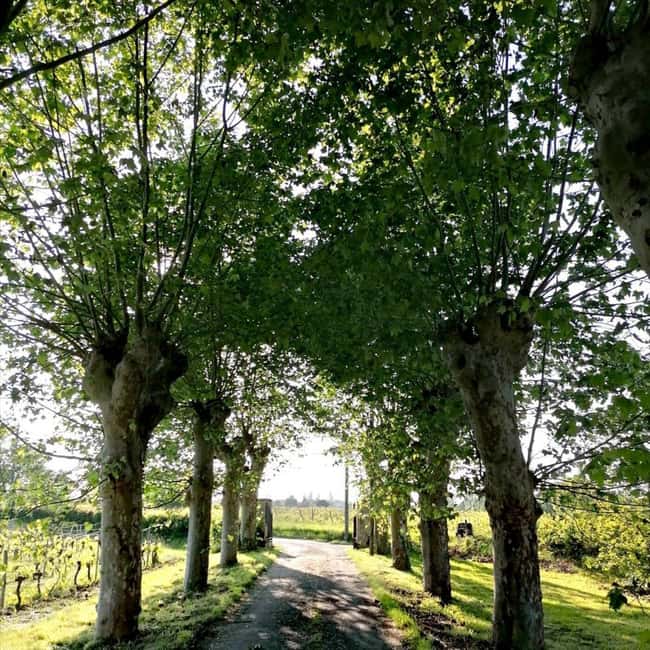 Bordeaux: Explore an Organic Family Vineyard with Tasting - Who This Tour Is Best For