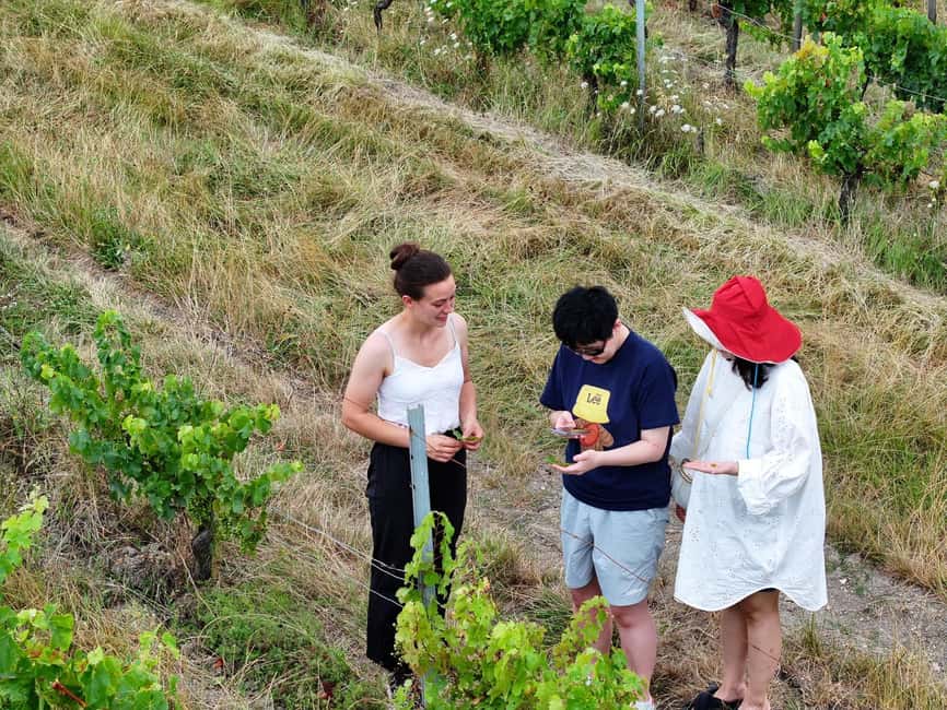 Bordeaux: Explore an Organic Family Vineyard with Tasting - Getting Your Bearings With Bordeaux’s 65 Appellations