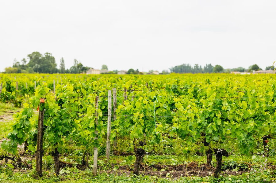 Bordeaux: St. Emilion Day Trip with Wine Tasting and Lunch - Picnic lunch at the château: the break that makes the day enjoyable