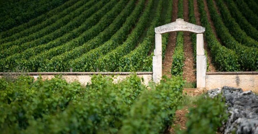 Burgundy Vineyards: Luxury Private Tours - A Burgundy Day That Teaches You How to Read the Bottle