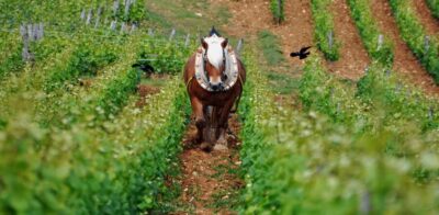Burgundy Vineyards: Luxury Private Tours