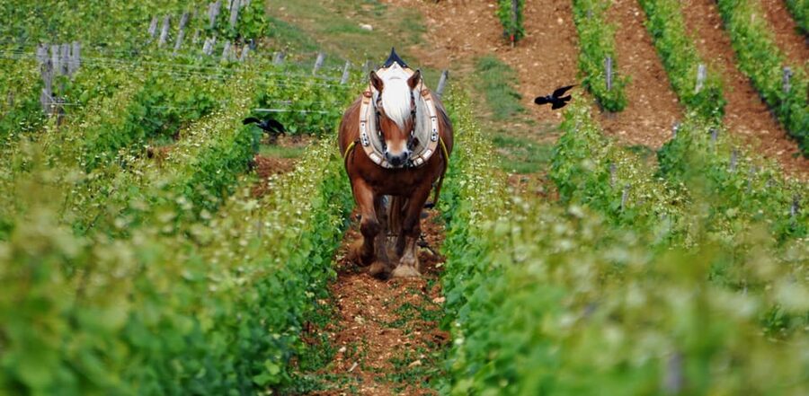 Burgundy Vineyards: Luxury Private Tours - Côte de Beaune First: Meursault and Chassagne-Montrachet Type Country