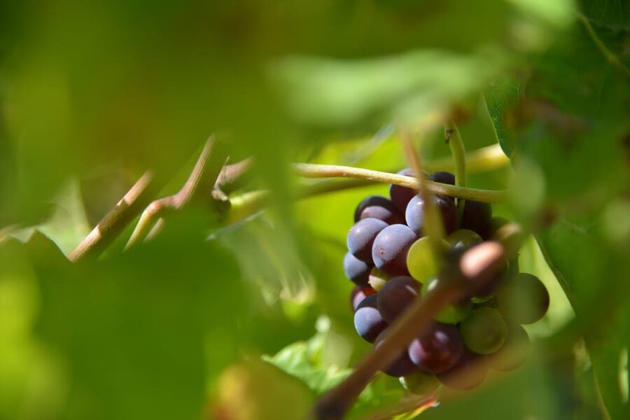 Burgundy Wines Full-Day Tasting Tour from Dijon - Inside the Cellars: Up to 10 Wines and Real Winemaking
