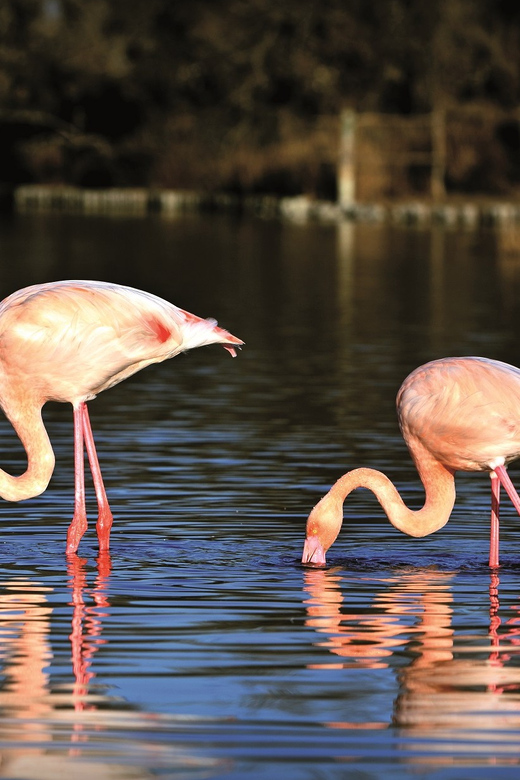 Camargue: Half-Day 4x4 Guided Safari Adventure - Key highlights to look for on this Camargue safari