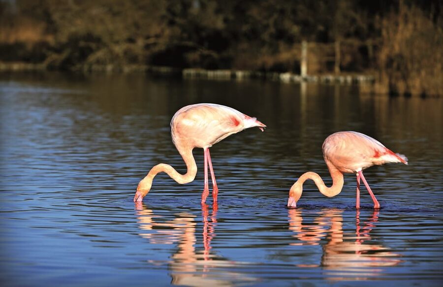 Camargue: Half-Day 4x4 Guided Safari Adventure - Price and value: is $75 fair for 3.5 hours in Camargue?