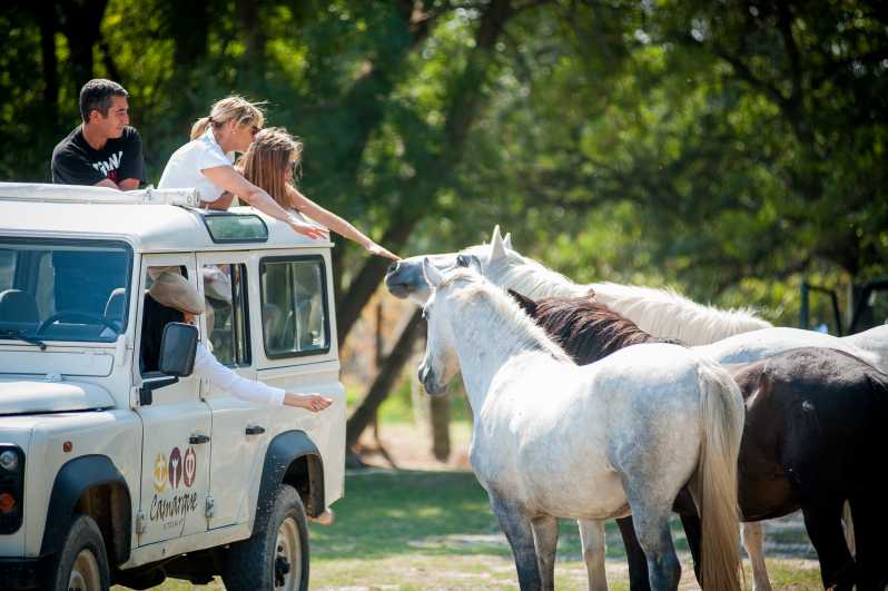 Camargue: Half-Day 4x4 Guided Safari Adventure - The breeding ranch stop: where Camargue horses and bulls steal the show