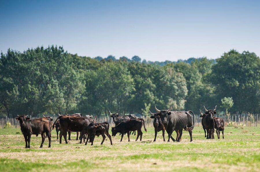 Camargue: Half-Day 4x4 Guided Safari Adventure - Mas du Notaire: where the safari turns into a real food and wine break