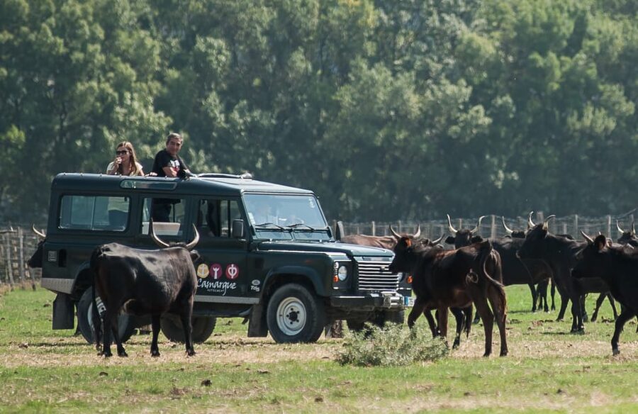 Camargue: Half-Day 4x4 Guided Safari Adventure - Private or shared tour: choosing comfort versus social energy