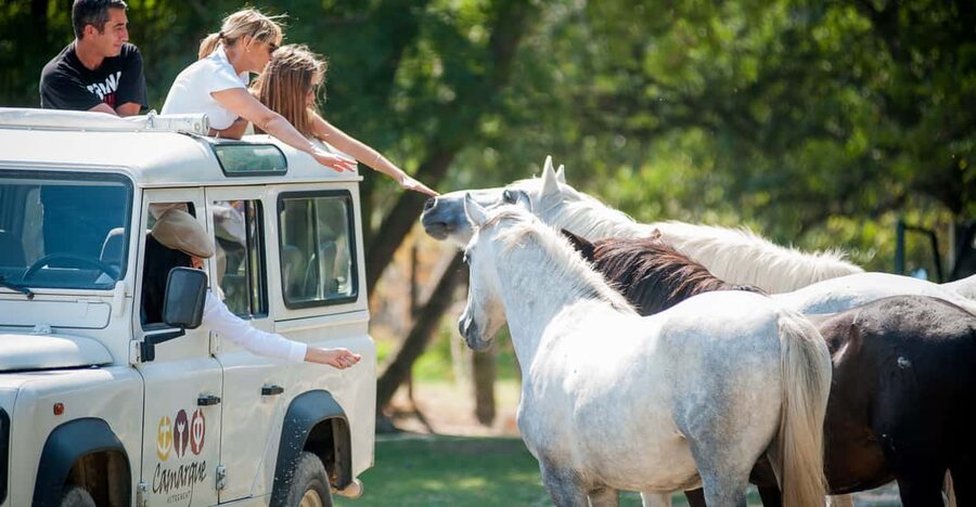 Camargue: Half-Day 4x4 Guided Safari Adventure - Getting started, settling in, and timing your 210 minutes