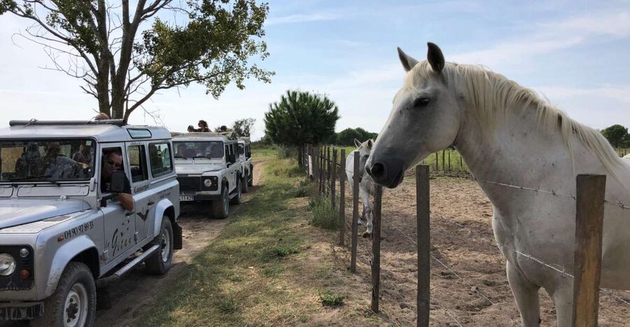 Camargue: Safari from Saintes-Maries-de-la-Mer - Key Things That Make This Camargue Safari Worth Your Time