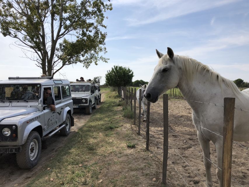 Camargue: Safari from Saintes-Maries-de-la-Mer - Guides Matter: The Difference Between a Good Story and a Great One
