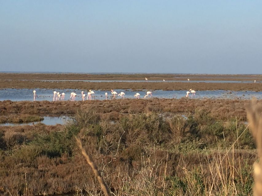 Camargue: Safari from Saintes-Maries-de-la-Mer - Price and Value: Is $58 for Two Hours Fair?