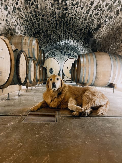 Champagne Cellar Experience: Explore our historic cellars - The guided tasting: Mareuil-le-Port, Épernay, and Tours-sur-Marne