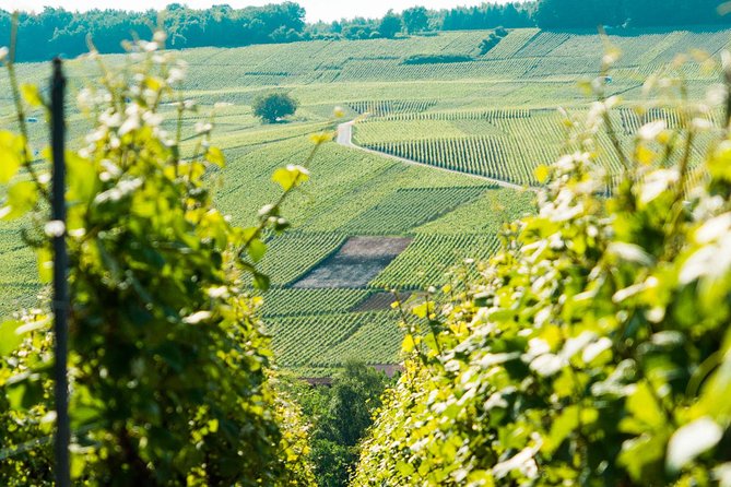 Champagne Day Trip with 6 Tastings, Reims and Winery from Paris - Epernay free time: where lunch turns into wandering time