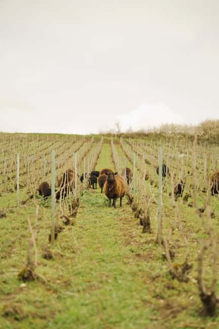 Champagne Vineyard Experience: Delve into the terroir - Key highlights to look for