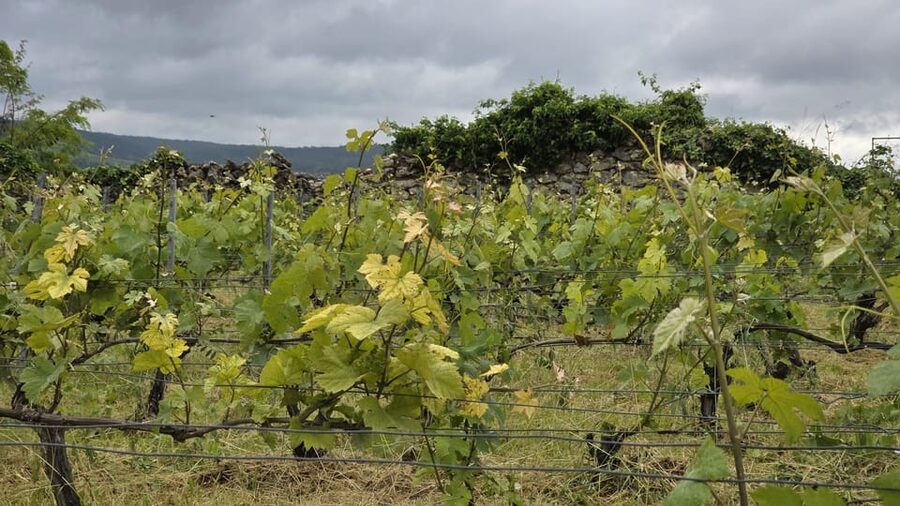 Champagne Vineyard Experience: Delve into the terroir - FAQ
