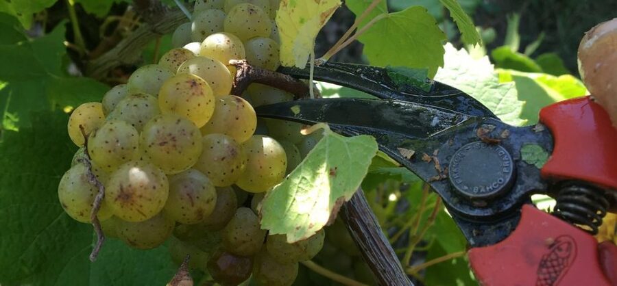 Château du Bois-Huaut: Cellar Tour and Wine Tasting Class - From the vineyard to the cellars: what happens in the 2 hours