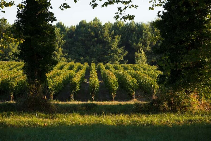 Château Olivier: One Hour Vineyard Tour with Wine Tasting - Why the wildlife and biodiversity part is more than a lecture