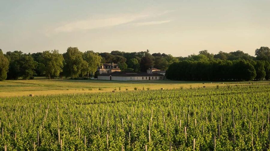 Château Olivier: One Hour Vineyard Tour with Wine Tasting - The wine tasting: 2 reds and 2 whites, and how to connect them