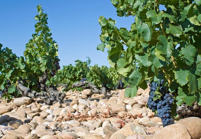Chateauneuf du Pape wine tour - Key highlights you can count on