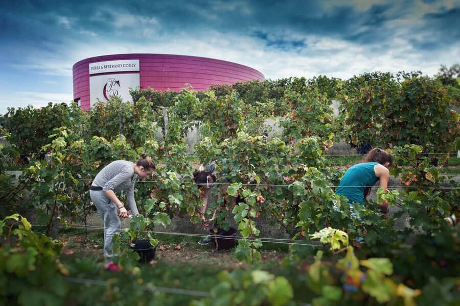 Chinon : Discovery Tours and Wine Tasting - Chinon AOP explained through soil, climate, and exposure