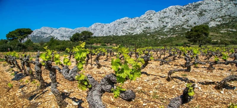 Coteaux d'Aix: Ste Victoire Wine Tour - The wineries and the tastings: comparing white, rosé, and red