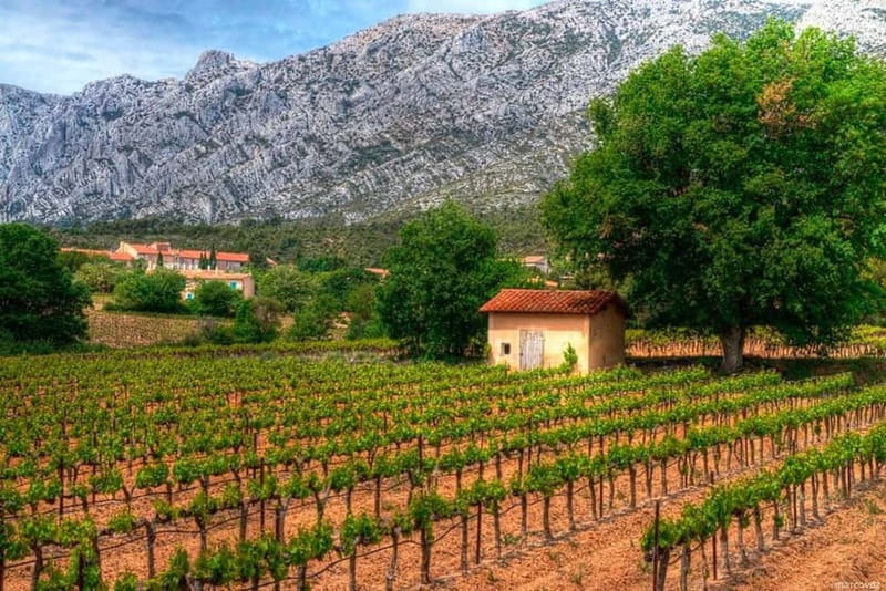 Coteaux d'Aix: Ste Victoire Wine Tour - Who this tour suits best (and who should rethink it)
