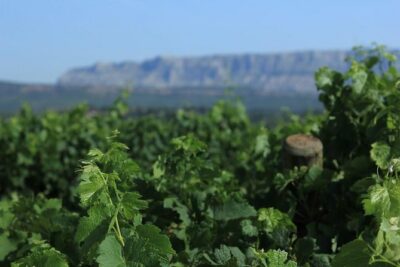 Cotes de Provence Wine Tour from Aix-en-Provence